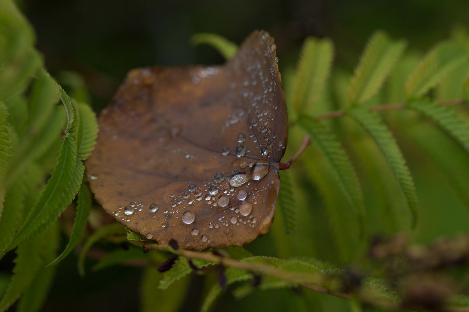 Herbstfarben