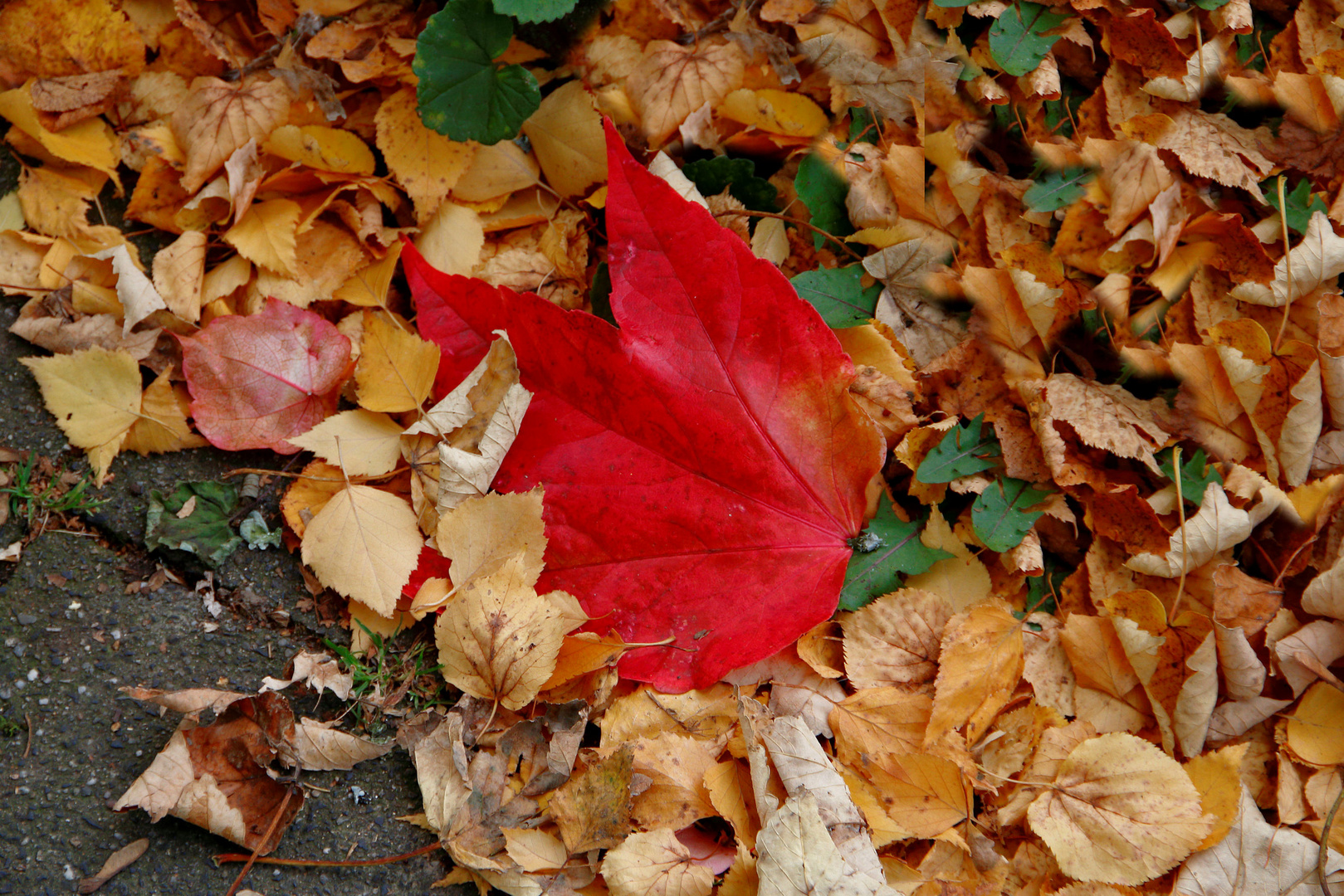 Herbstfarben