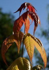 Herbstfarben