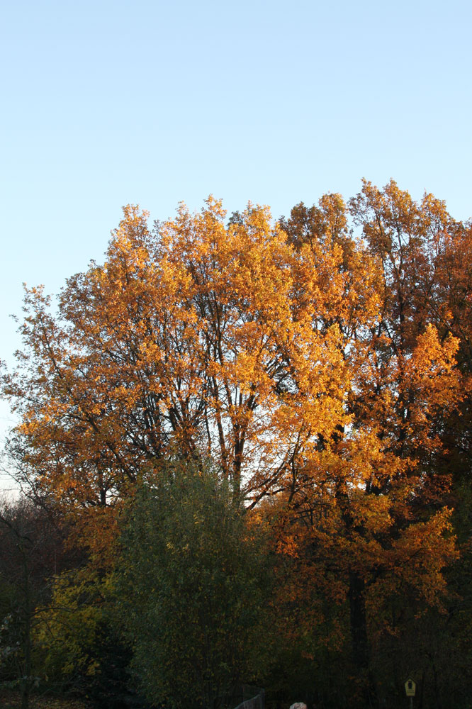 Herbstfarben