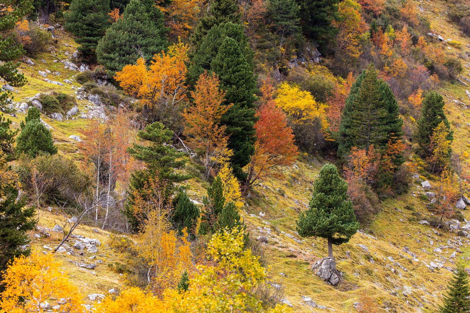 Herbstfarben...