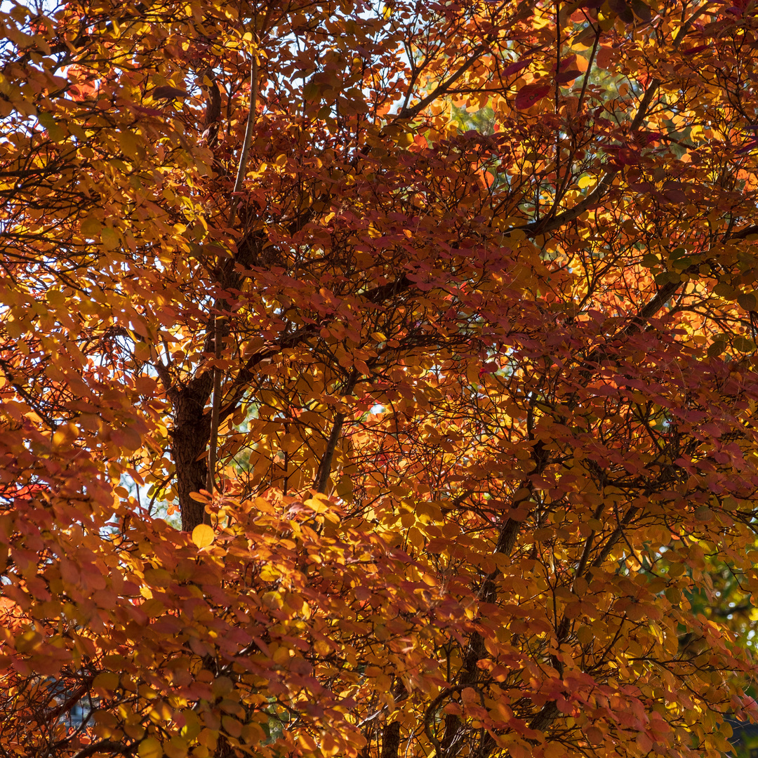 Herbstfarben