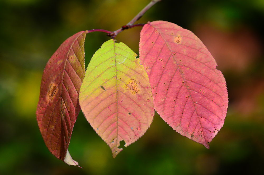 Herbstfarben