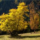 - herbstfarben -