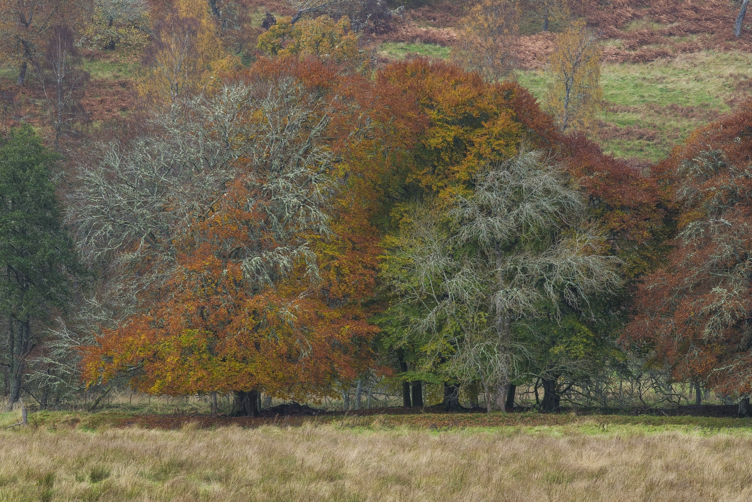 Herbstfarben