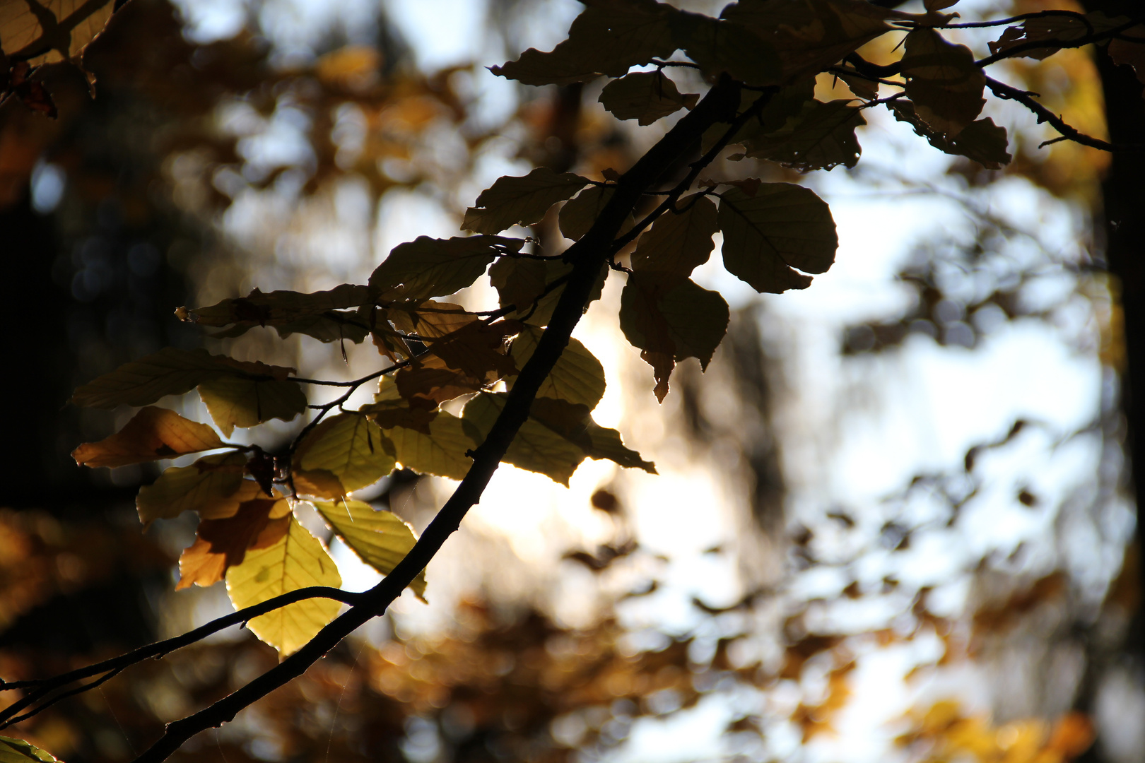 Herbstfarben