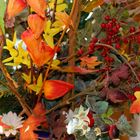 Herbstfarben