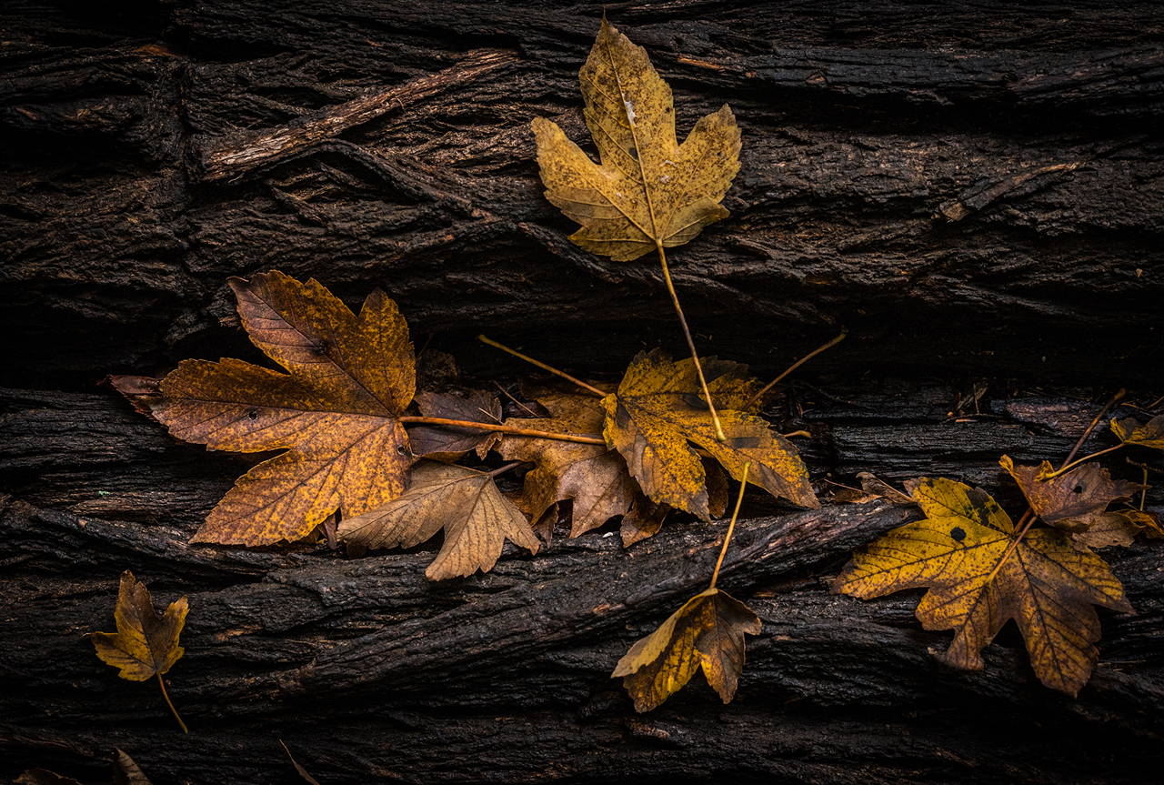 Herbstfarben