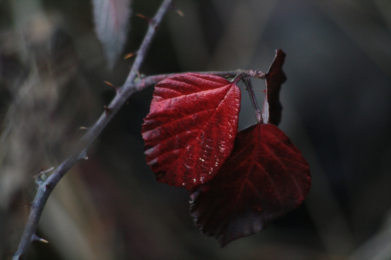 Herbstfarben