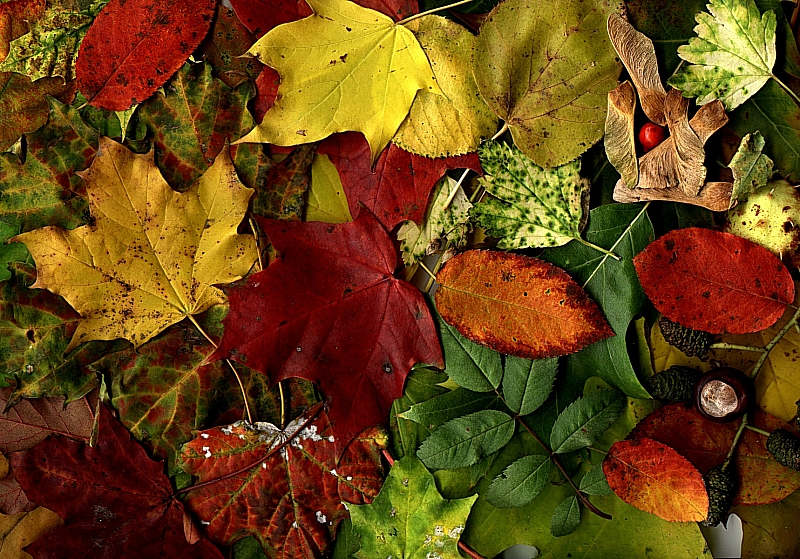 Herbstfarben von Alexa -Antonia
