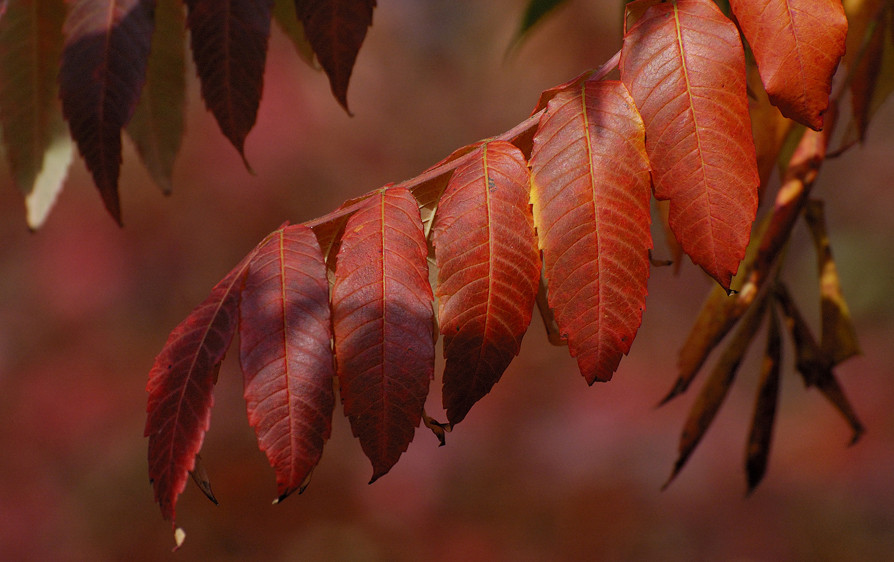 Herbstfarben