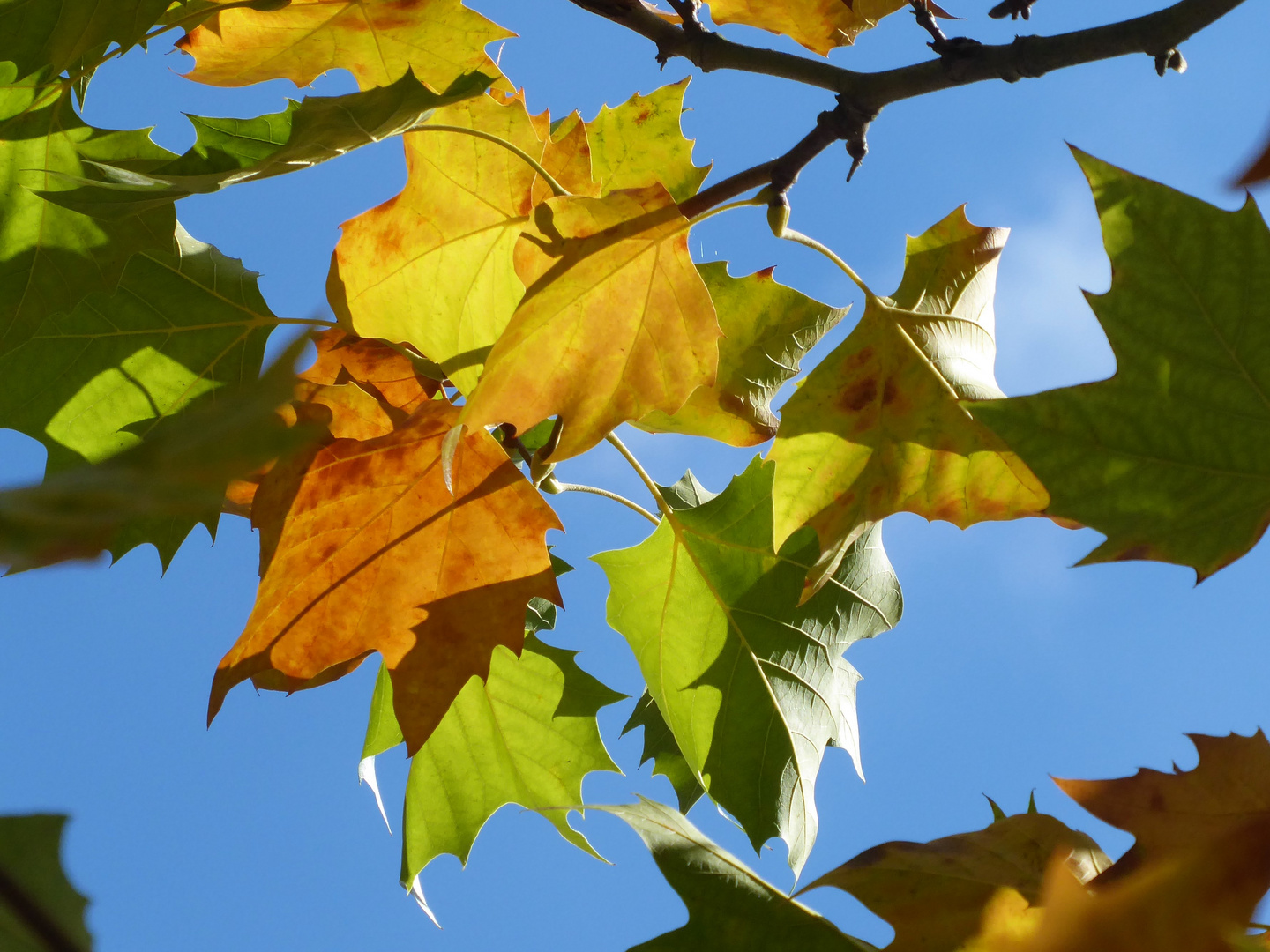 Herbstfarben