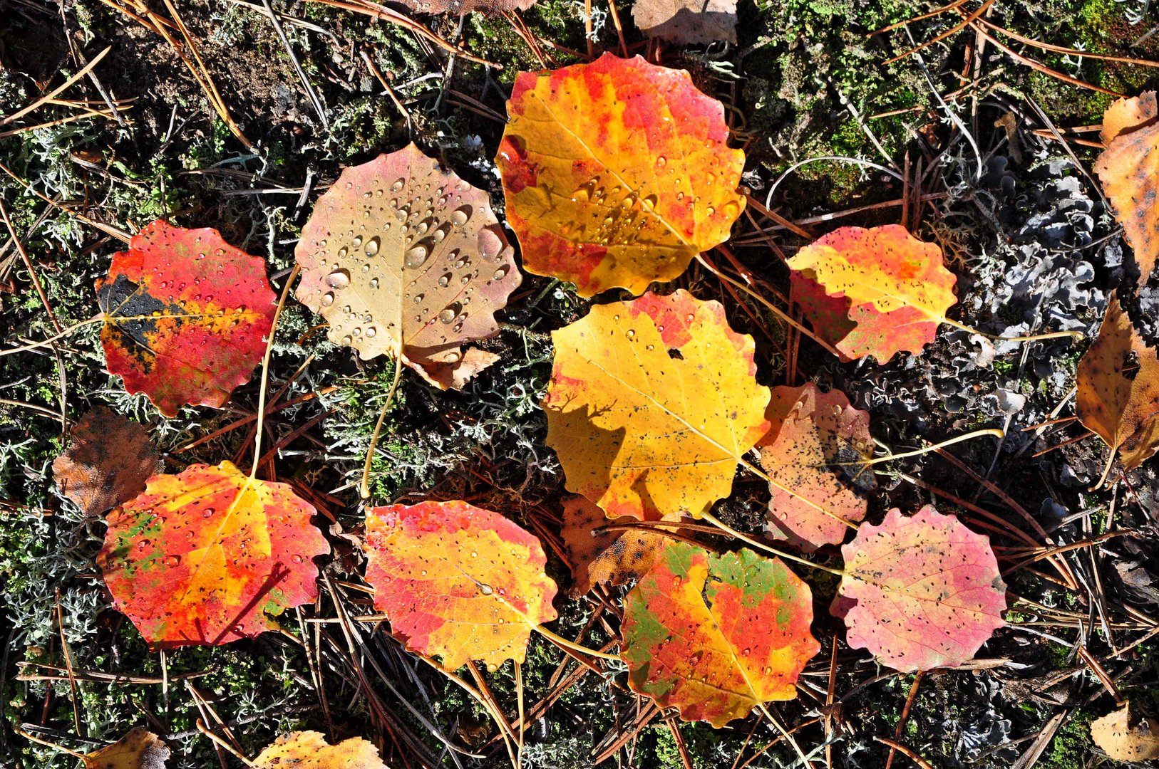 Herbstfarben