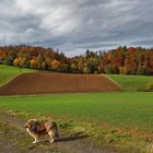 Herbstfarben