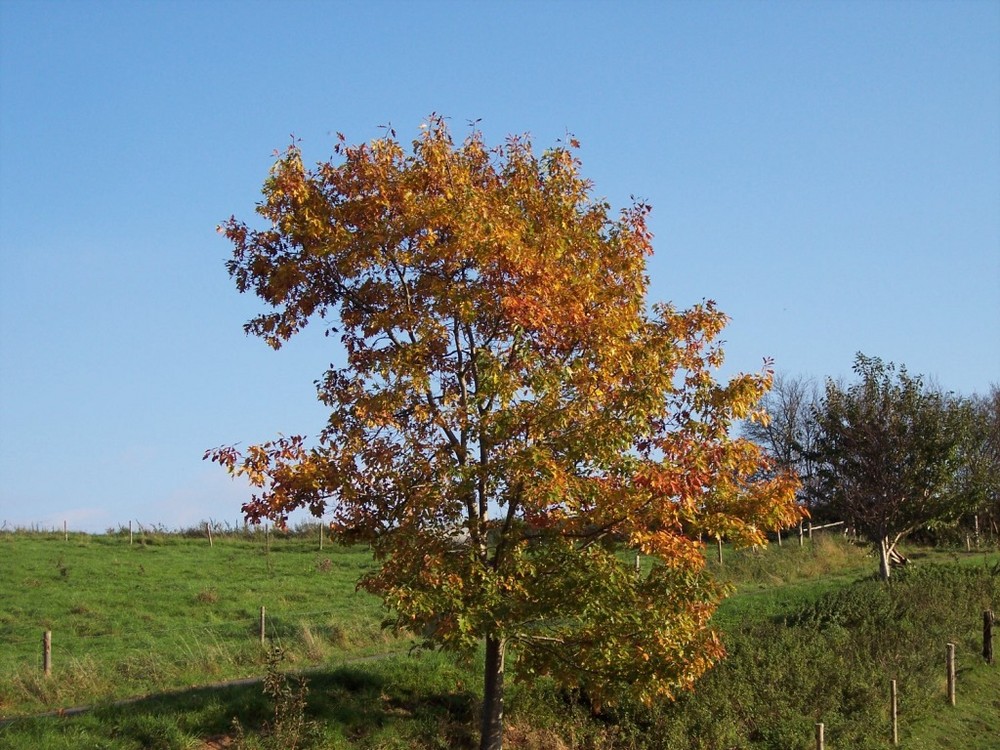 Herbstfarben