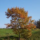 Herbstfarben