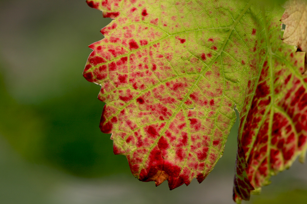 Herbstfarben von Thomas Szraka