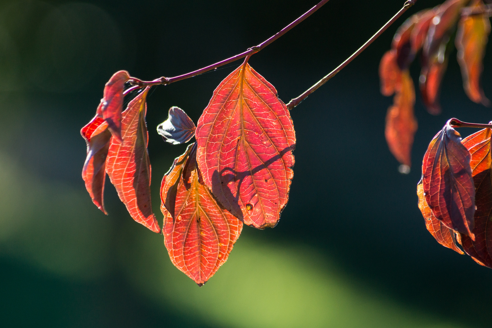 Herbstfarben