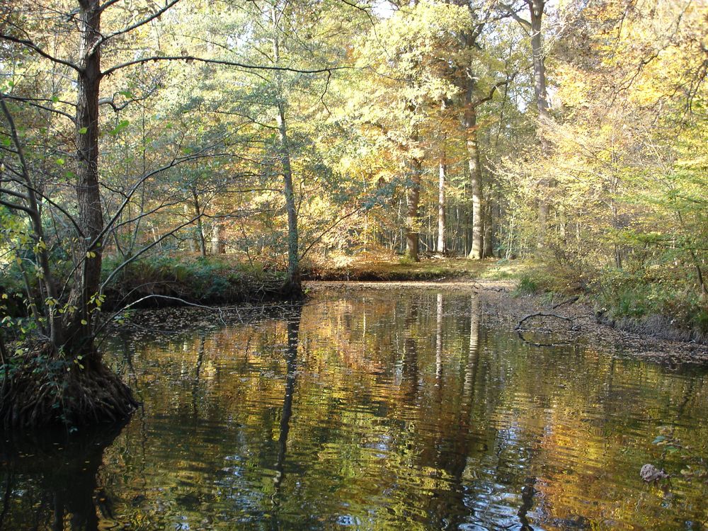 Herbstfarben von Zauberlinse 