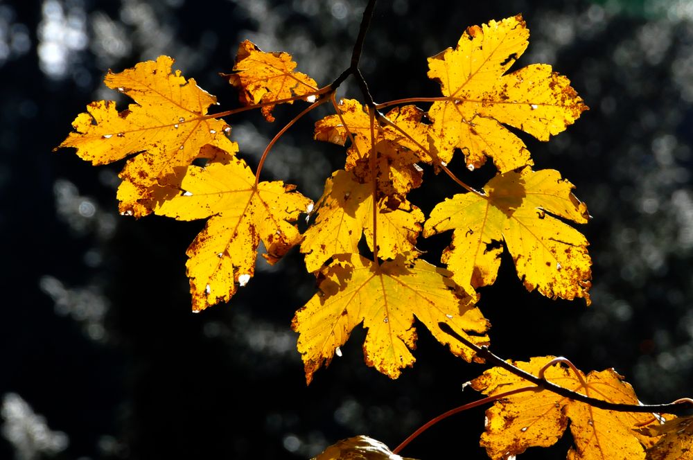 Herbstfarben