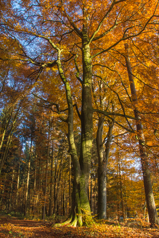 Herbstfarben