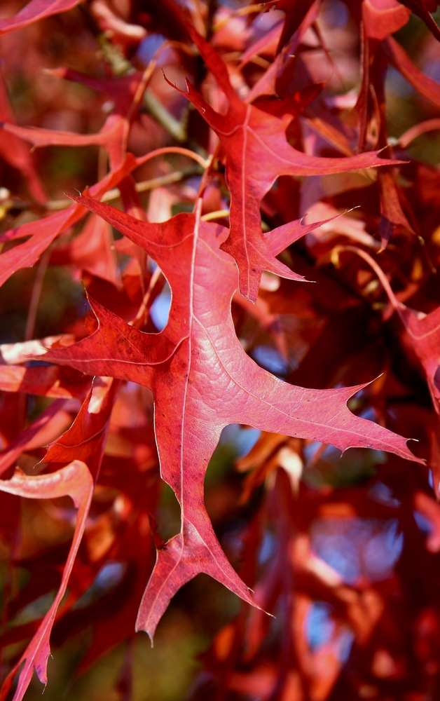 Herbstfarben