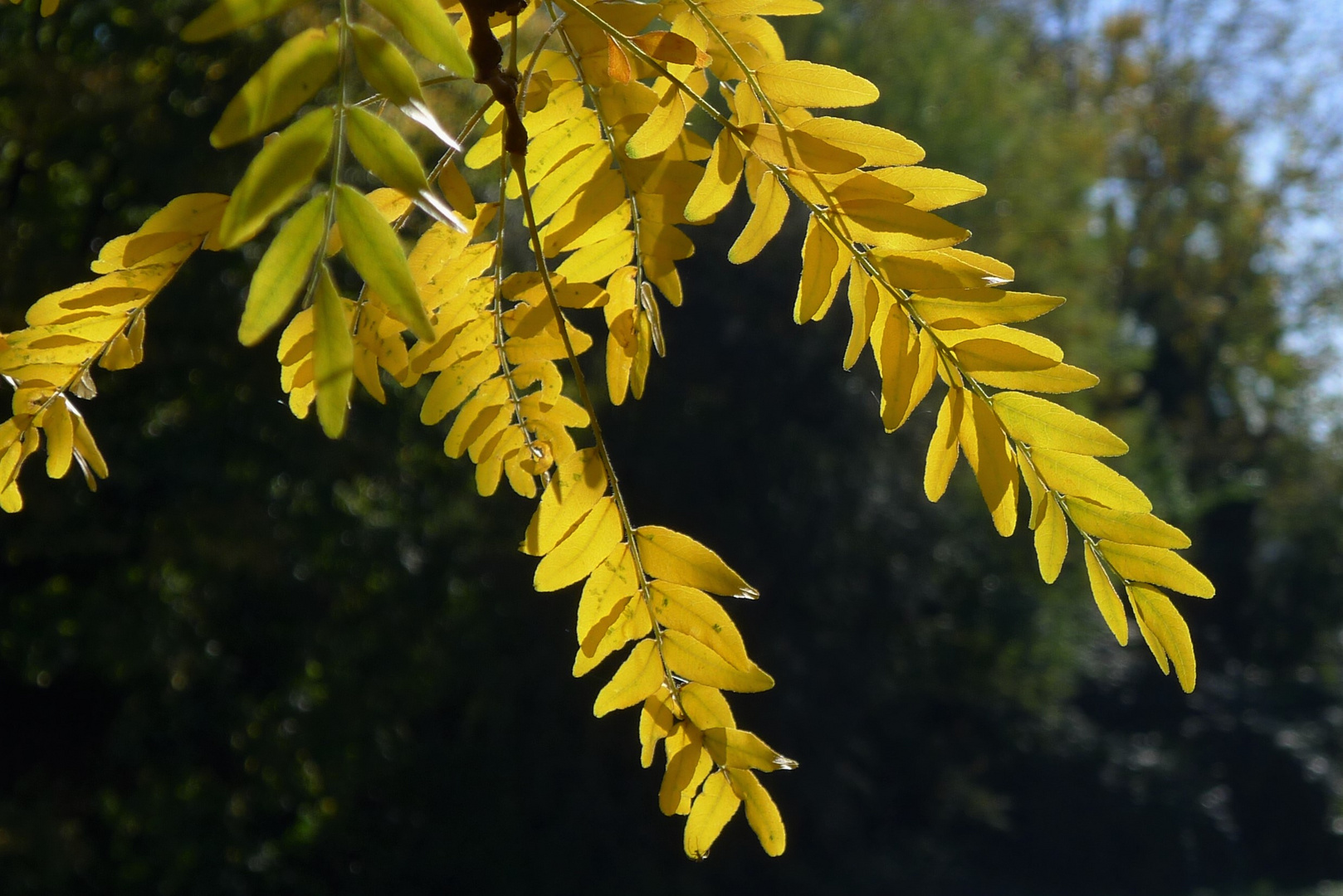 Herbstfarben