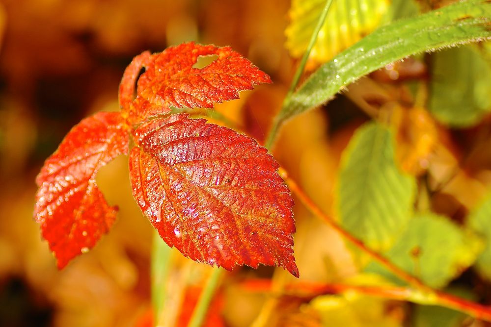 Herbstfarben