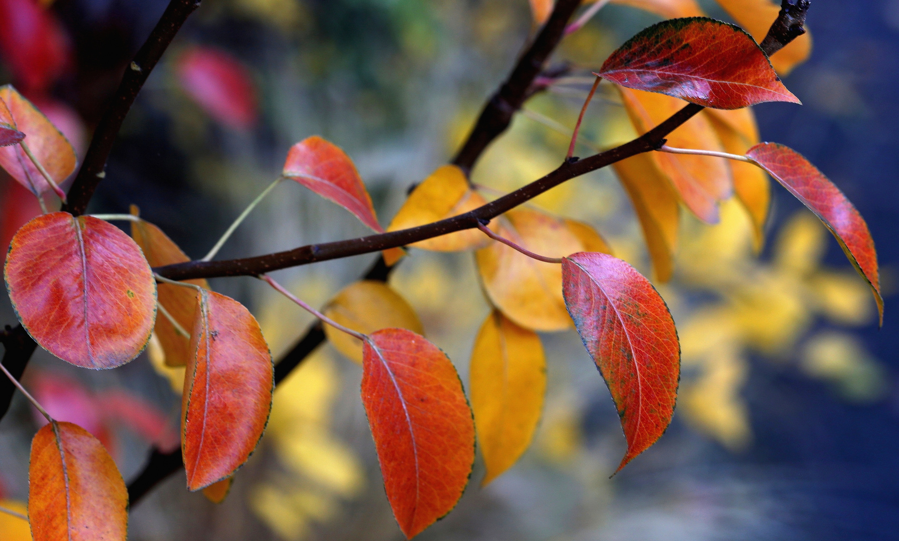 Herbstfarben