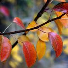 Herbstfarben