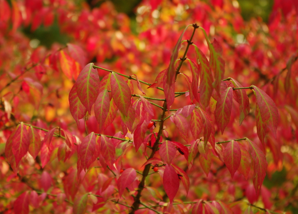 Herbstfarben