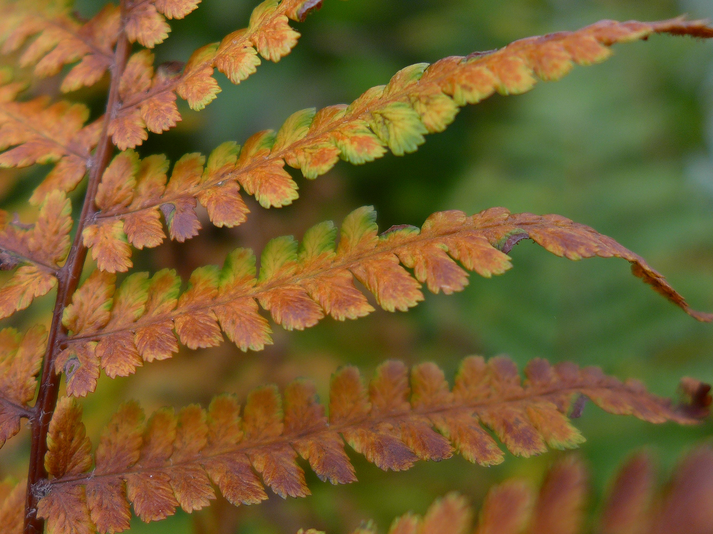 Herbstfarben