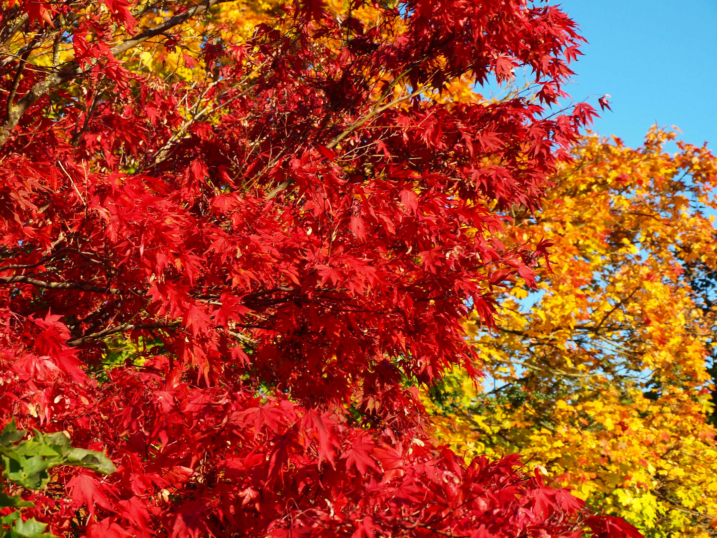 Herbstfarben