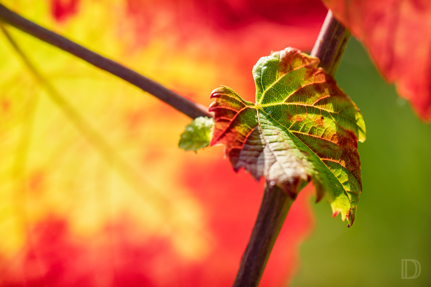 Herbstfarben