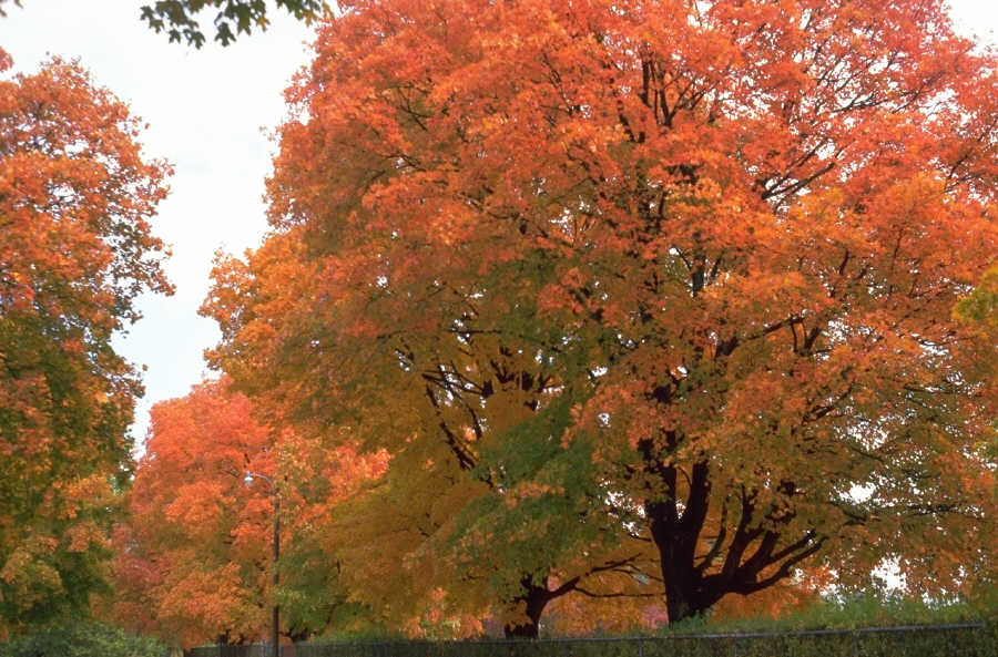 Herbstfarben!