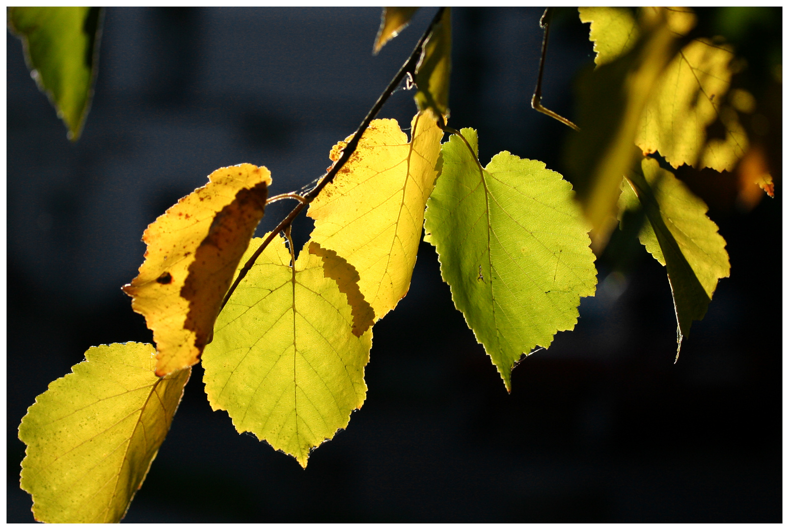 Herbstfarben