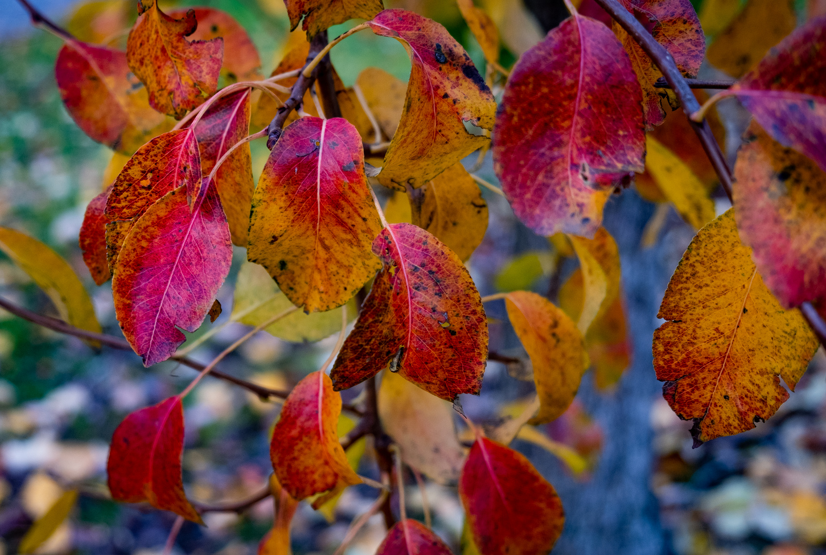 Herbstfarben