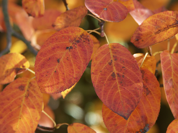 Herbstfarben