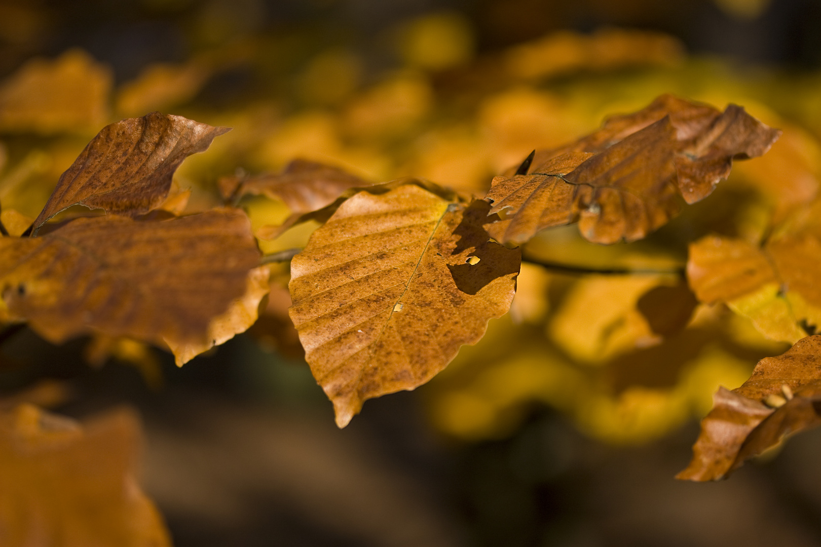 Herbstfarben