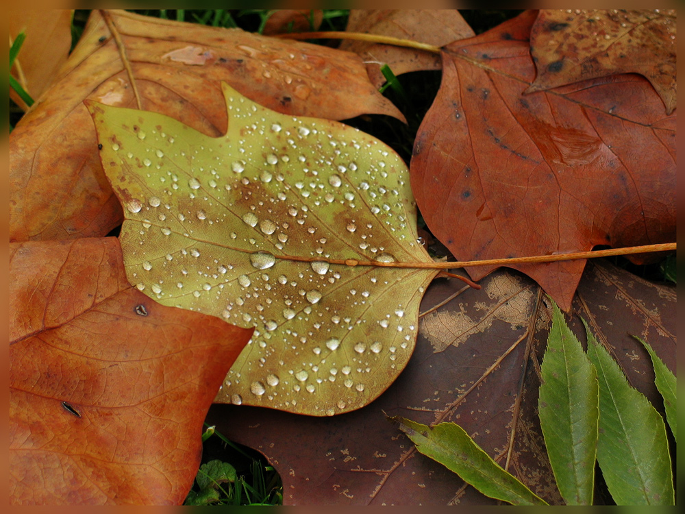 Herbstfarben