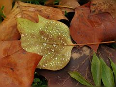 Herbstfarben