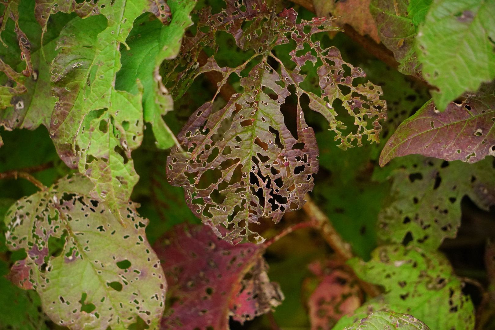 Herbstfarben