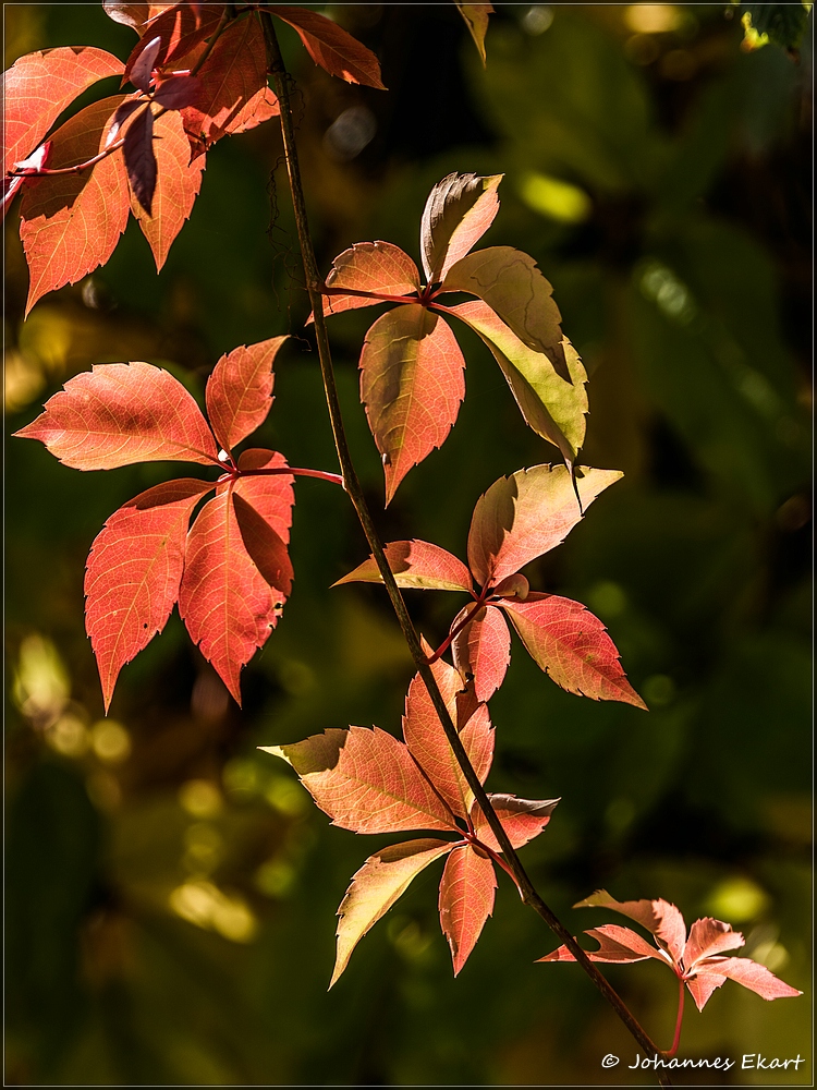 Herbstfarben