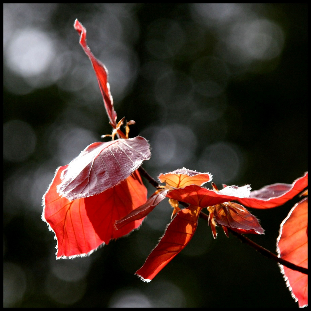 Herbstfarben