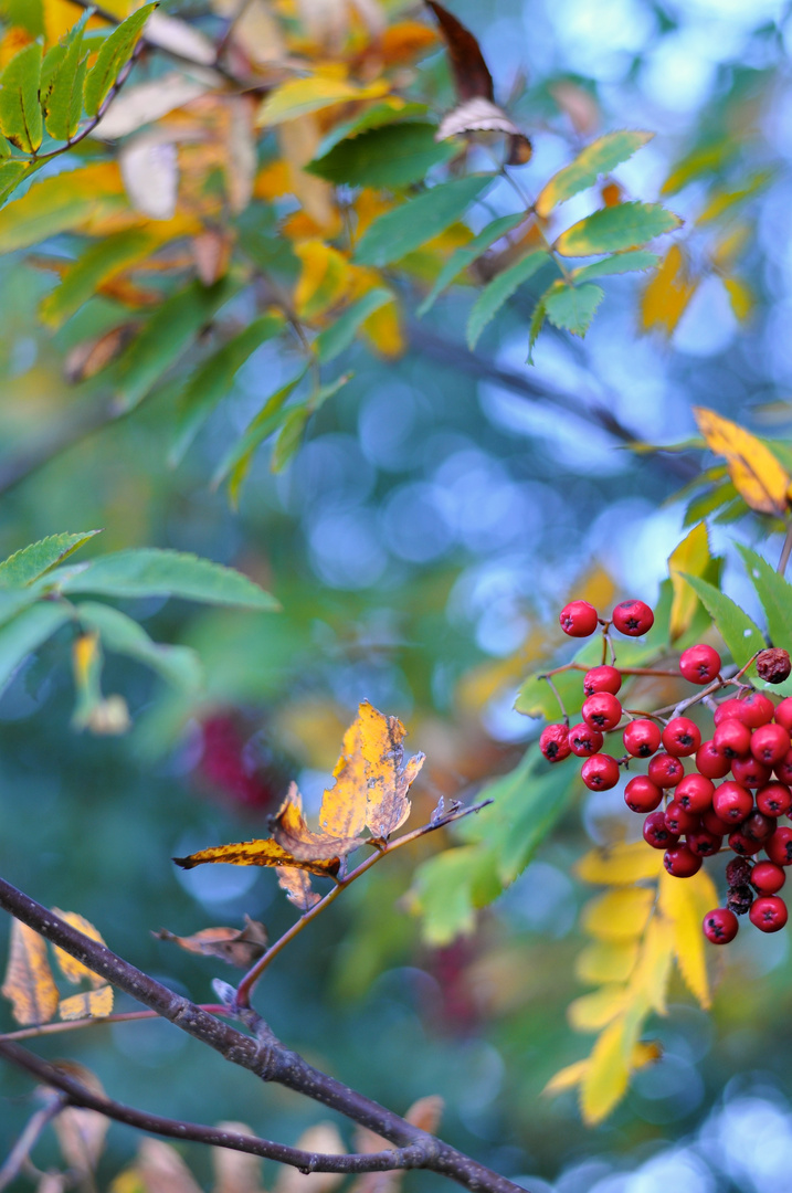 Herbstfarben