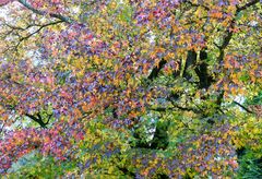 Herbstfarben