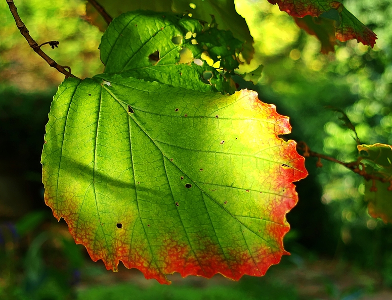 Herbstfarben