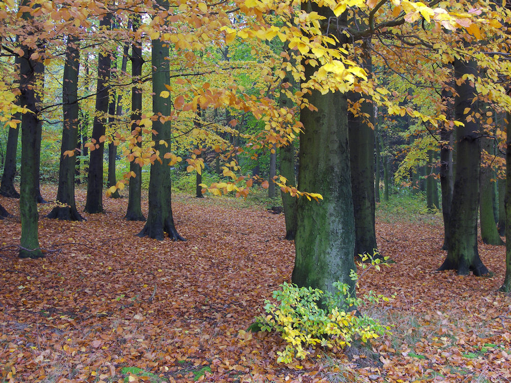 Herbstfarben