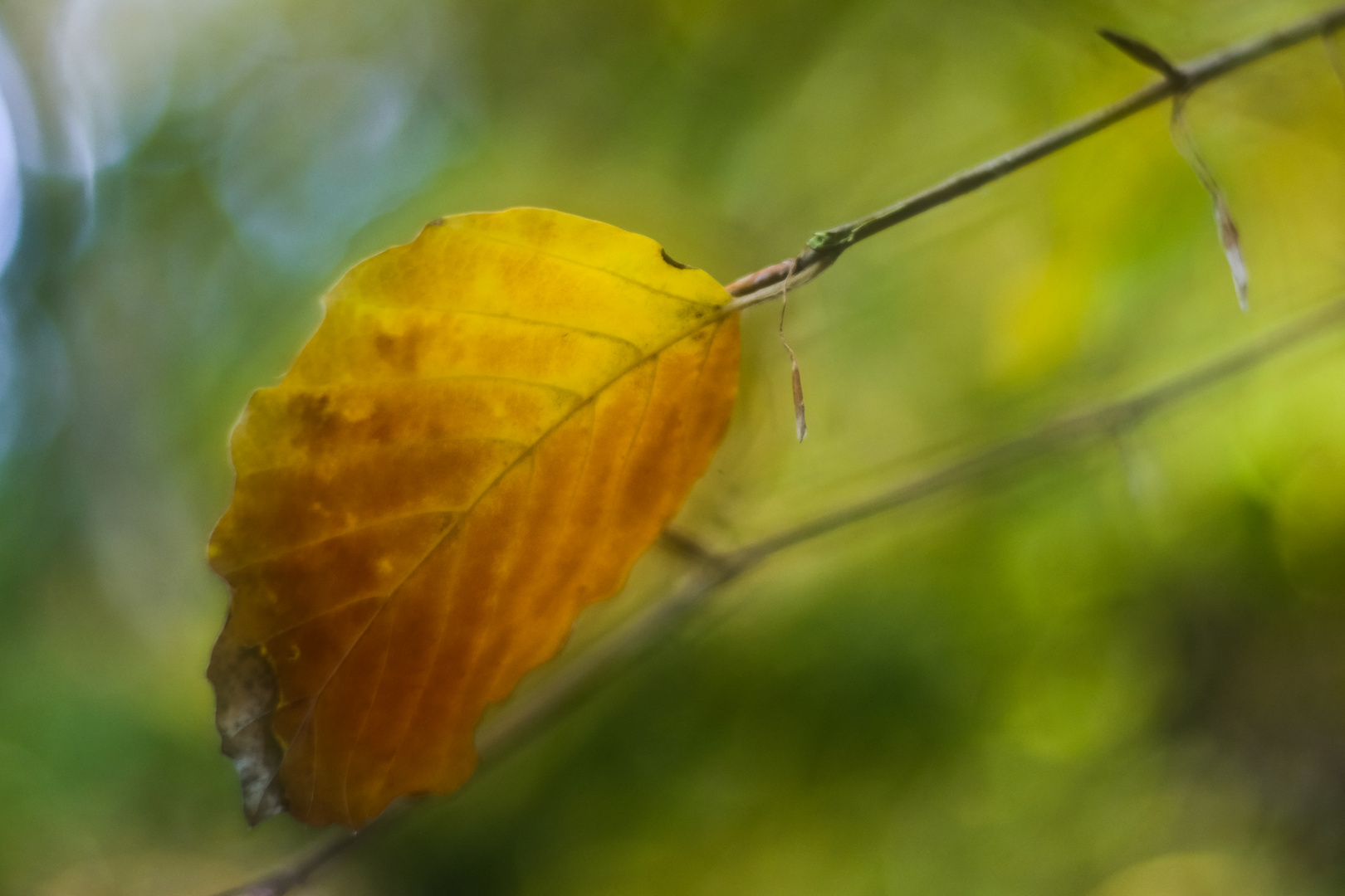 Herbstfarben