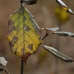 Herbstfarben